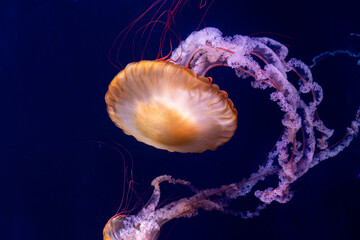 Jellyfish floating against a blue background 