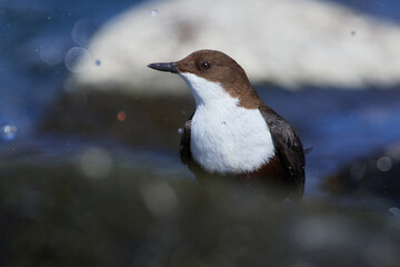 Wasseramsel (Cinclus cinclus) an der Spree bei der Futtersuche