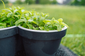 Fresh eco mint herbs in a black pot on a green background in the garden