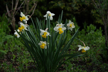Tacoma Washington Flower Garden
