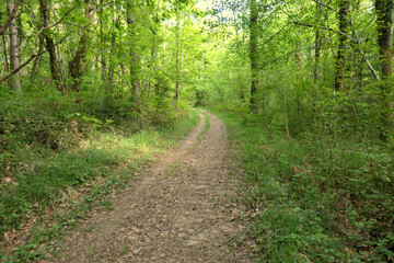 A country pathway in Spring, disappearing into the woodland
