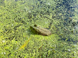 Grenouille dans un étang, crapaud dans l'eau d'un marécage, amphibien dans un marais.