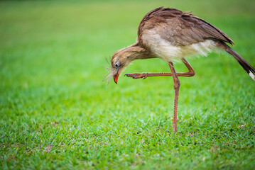 Seriema Cariama cristata bird on green grass looking down