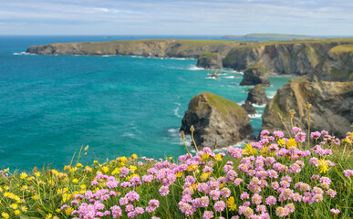 Sea Pinks & Sea Stacks