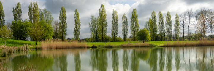 Panorama of a row of poplar trees with reflection in lake water at Marais Poitevin, Charente...