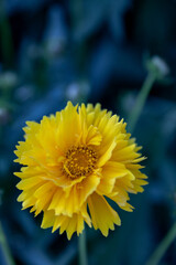 Coreopsis flower