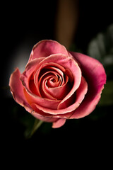 Beautiful blooming single pink rose on a black background close-up.