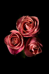 Three beautiful pink rose flowers Isolated object on black background