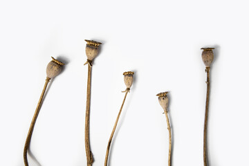 Dry poppy heads on a white background. Top view, flat lay. Banner.