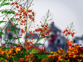 flowers in the autumn