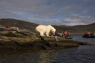 Button Islands, Canada – July 24, 2006: Polar Bear (Ursus maritimus) feeding on a seal carcass,...