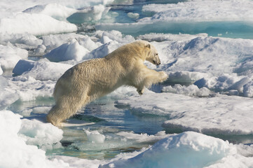 Polar Bear (ursus maritimus) jumping on floating ice, Davis Strait, Labrador See, Labrador, Canada