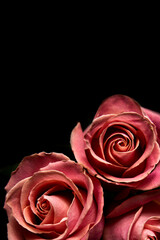 Three beautiful pink rose flowers Isolated object on black background