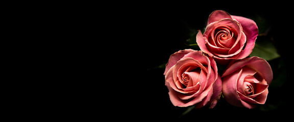 Three beautiful pink rose flowers Isolated object on black background. Banner