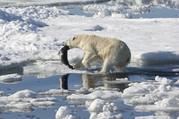 Female Polar bear (Ursus maritimus) with two cubs hunting dragging a dead ringed seal, Pusa hispida, Phoca hispida), Svalbard Archipelago, Barents Sea, Norway © Gabrielle