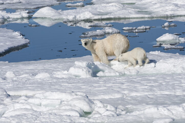 Female Polar bear (Ursus maritimus) with one cub, Svalbard Archipelago, Barents Sea, Norway