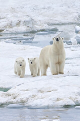 Mother polar bear with two cubs (Ursus Maritimus) walking on the ice, Wrangel Island, Chuckchi Sea, Russian Far East, Asia