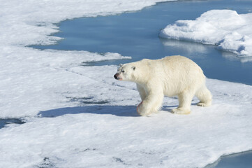 Male Polar Bear (Ursus maritimus) walking on the pack ice, Spitsbergen Island, Svalbard archipelago, Norway, Europe