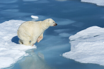 Male Polar Bear (Ursus maritimus) with blood on his nose jumping over ice floes and blue water, Spitsbergen Island, Svalbard archipelago, Norway, Europe © Gabrielle