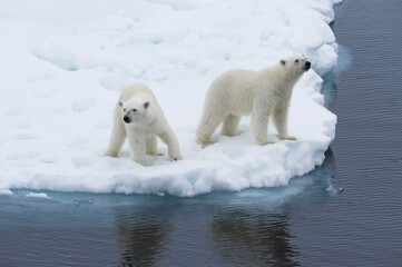 Naklejka na ściany i meble Mother polar bear (Ursus maritimus) with a cub on the edge of a melting ice floe, Spitsbergen Island, Svalbard archipelago, Norway, Europe