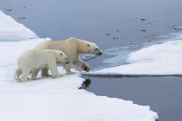 Mother polar bear (Ursus maritimus) with a cub on the edge of a melting ice floe, Spitsbergen...