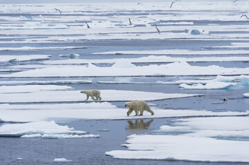 Mother polar bear (Ursus maritimus) with two cubs walking and swimming over melting ice floe, Spitsbergen Island, Svalbard archipelago, Norway, Europe © MC Photos