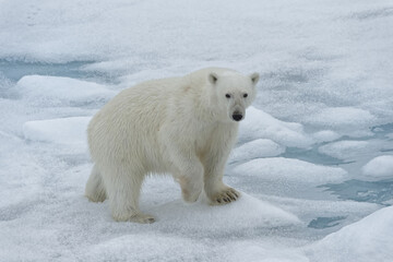 Obraz na płótnie Canvas Polar bear (Ursus maritimus), female walking on pack ice, Svalbard Archipelago, Barents Sea, Arctic, Norway