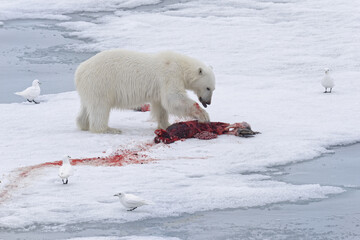 Female Polar bear (Ursus maritimus) with prey on pack ice, Svalbard Archipelago, Barents Sea,...