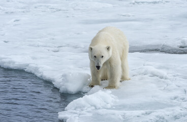 Polar Bear (Ursus maritimus) on Pack ice, Svalbard Archipelago, Norway