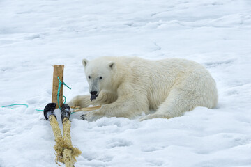 Polar Bear (Ursus maritimus) inspecting and chewing on the pole of an expedition ship, Svalbard Archipelago, Norway