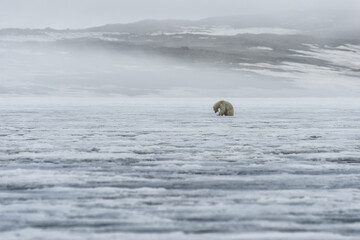 Female polar bear (Ursus maritimus) sitting on ice floe, Spitsbergen Island, Svalbard Archipelago,...