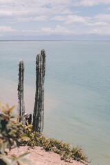 cactus and sea