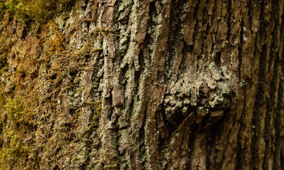 Tree Bark with moss. Close up background. British Columbia, Canada.