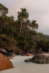 landscape coconut tree