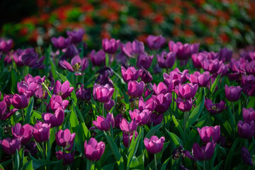 field of tulips