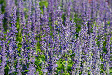 lavender field in region