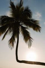 landscape coconut tree