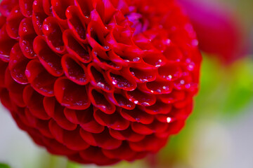 Tacoma Washington Flower Garden