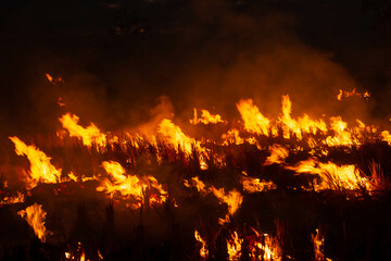 The fire burns rice straw and hay in the field at night. In Northeastern Thailand Southeast Asia
