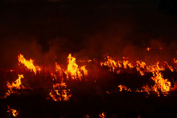 Fototapeta na wymiar The fire burns rice straw and hay in the field at night. In Northeastern Thailand Southeast Asia 