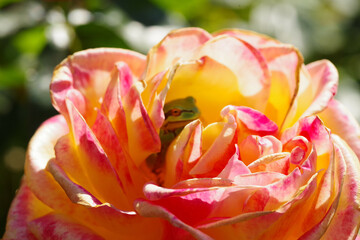 Fototapeta na wymiar close up of a tulip 💐 with frog