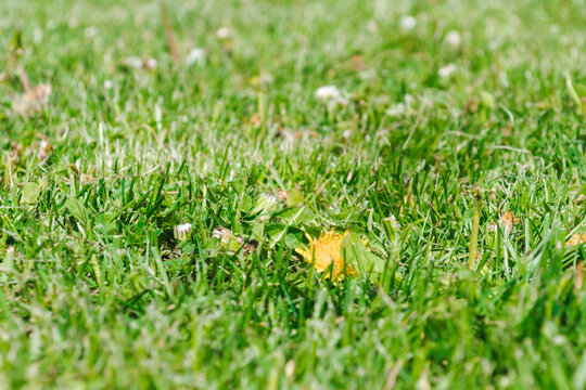 Shallow focus, ground level view of a solitary dandelion flower seen in a lush, recently mowed lawn. Green grass textured background