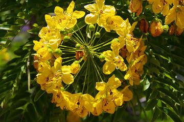 Yellow blossom cluster of a cinnamon cassia tree