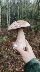 mushroom in the forest