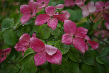 Tacoma Washington Flower Garden