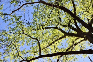The green leaves on the tall tree in the forest.