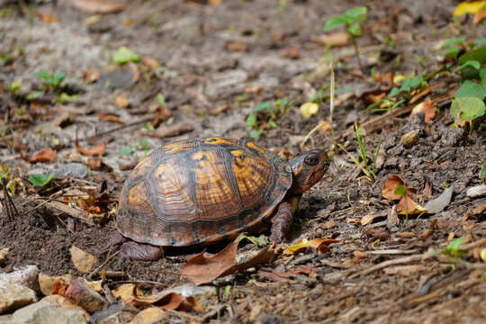 Female Eastern Box Turtle laying its eggs