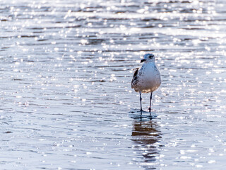seagull on the pier