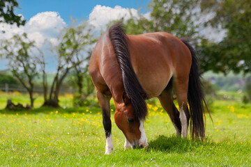 Pretty bay coloured pony grazing happily in field on a Spring day in rural Shropshire, fat and...