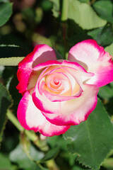 Tacoma Washington Flower Garden